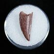 Dromaeosaur/Raptor Tooth From Morocco #2029-1